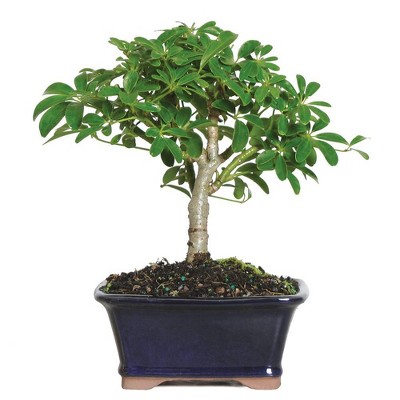 Small Hawaiian Umbrella Indoor Live Houseplant - Brussel's Bonsai