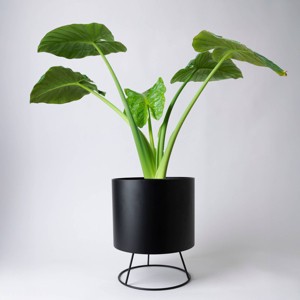 Mila Black - Good Little Garden™ - 1 of 2