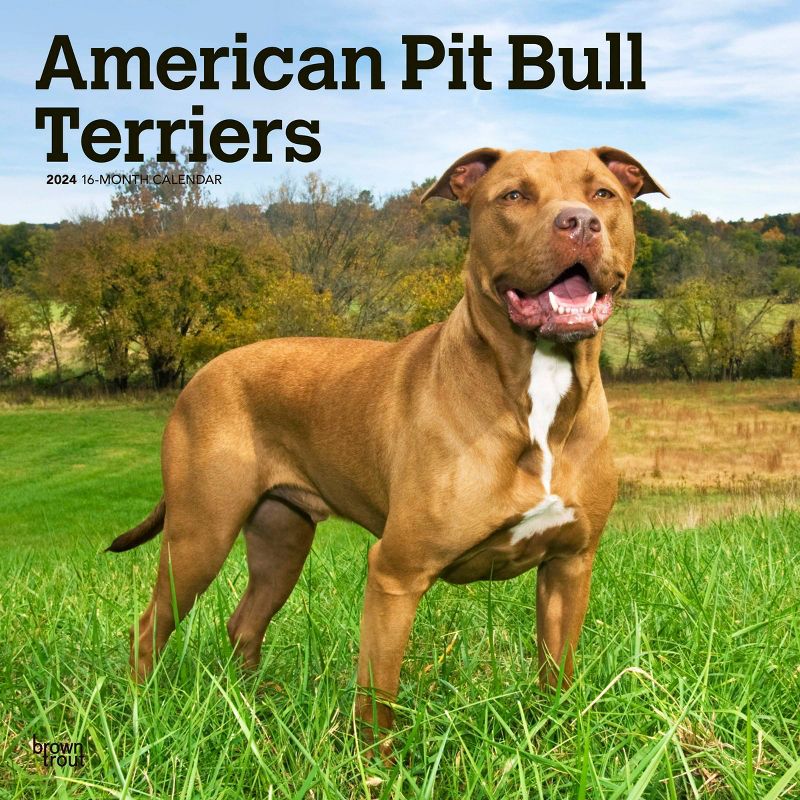 Browntrout 2024 Wall Calendar 12&#34;x12&#34; American Pit Bull Terriers, 1 of 5