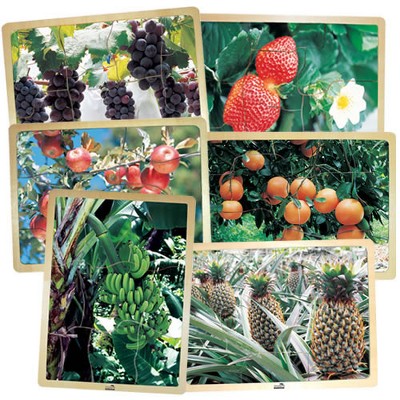 MOJO Fresh Fruits Puzzles - Set of 6 Puzzles - Promote Healthy Living and Healthy Eating
