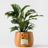 Halloween Enchanted Pumpkin Orange Live Houseplant - Good Little Garden™ - 2 of 4