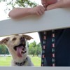 Country Brook Petz Premium Dog Collar - Attitude Collection - 2 of 4