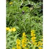 Gardeners Supply Company Jardin Bird Cage Plant Support | Large Sturdy Grow-Through Steel Flower Trellis and Garden Decor | Best to Support Peonies, - 2 of 4