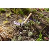 Ergonomic Weeding Tool with Extended Handle – Ideal for Seniors and Raised Beds, 16-inch Length, 3-inch Head - 4 of 4