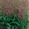 Set of 3 Allium Schubertii Bulbs - Van Zyverden - 2 of 4