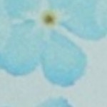 light blue flower