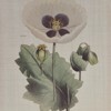 VisioGear 4PCS Botanical Illustration Framed Canvas Wall Art Set, Wall Decor for Hallway Office Wall Decor, Multicolor, 21.84"*17.84"*1.4" - 4 of 4