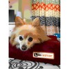 Barker Junior 4" Orthopedic Dog Bed - 4 of 4