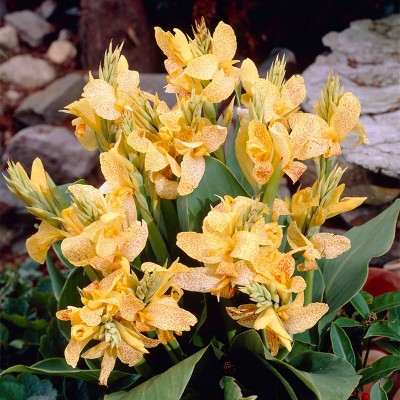 5ct Cannas Golden Lucifer Bulbs - Van Zyverden