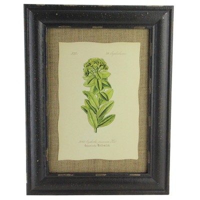 Raz Imports 16.5" Botanic Beauty Decorative Euphorbia Pannonica Print with Burlap Accent Framed Wall Art