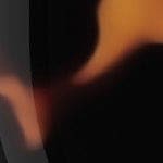 transparent tortoise