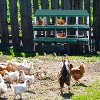 Nesting Boxes for Chickens, with Compartment Chicken Egg Laying Nest Box for Hens - 2 of 4