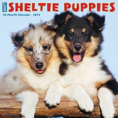 2022 Wall Calendar Just Sheltie Puppies - Willow Creek Press