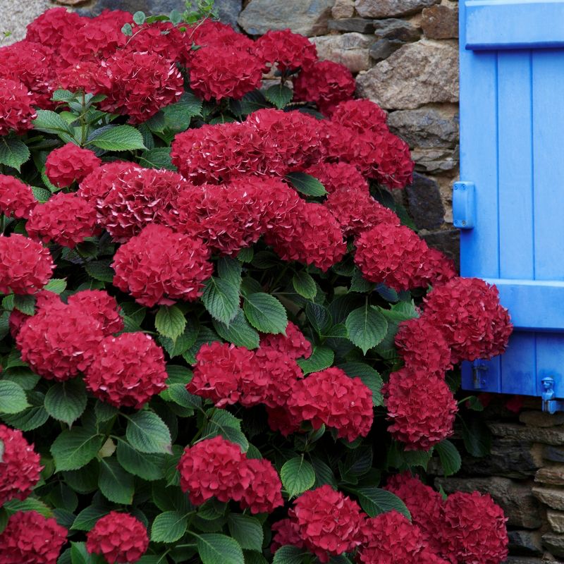 3pc Hydrangea Red Beauty - National Plant Network, 4 of 6
