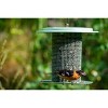 Bird Choice Modern Farmhouse Sunflower Seed Tube Bird Feeder 9.5" Sage Green - 4 of 4