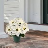 Puleo 19" Pre-Lit Battery-Operated Artificial Potted White Poinsettias - 2 of 4