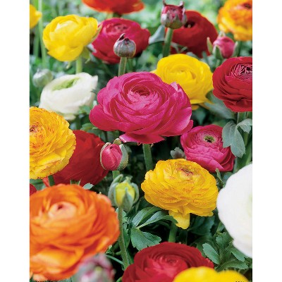 Butter Cups Ranunculus Double Blooming Mixed Set of 25 Bulbs - Van Zyverden