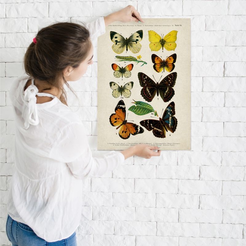 Americanflat Animal Educational Butterfly Specimen Diagram By Samantha Ranlet Poster, 3 of 6