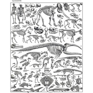 Poster Master Engraving of Skeletons of Man, Monkeys, Dinosaurs Poster - 1 of 2