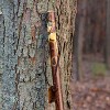 Brazos - Brazos 48 Free Form Hawthorn Walking Stick - 2 of 3
