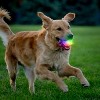 Nite Ize GlowStreak Wild LED Ball, Bouncy Motion Activated Light Up Dog Ball For High Energy Dogs, Disc-O - 3 of 4