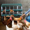 Chicken Nesting Boxes, Metal Egg Laying Box with Lid Cover to Protect Eggs, Rollout Egg Collection, Pull Out Design Easy Cleanable - 3 of 4