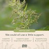 Gaia Herbs Nettle Leaf - Immune, Respiratory, and Sinus Support Supplement - 60 Vegan Liquid Phyto-Capsules - 4 of 4