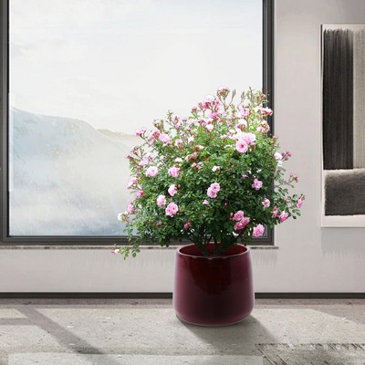 Chic Crate Set of 4 Modern Ceramic Planters with Drainage – Stylish Pots for Patio, Garden & Windowsills