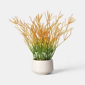 succulent plant sedum Buy 'Sedum Spurium Tricolor' Online