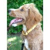 Country Brook Design Busy Bee Martingale Dog Collar - 3 of 4