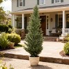 KWPZQEB Artificial Cypress Trees with Black Pot, Outdoor Indoor Realistic Faux Pine Shrubs Plants, Fake Cypress Trees for Home Offices Decor - 2 of 4