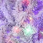 white-purple
