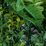 4 bundle leaves and 6 flower