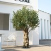 DR.Planzen 8FT Super Larger Artificial Olive Tree - Large Faux Tree Tall Fake Plant for Indoor and Outdoor with Branch and Realistic Green Leaves. - 2 of 4