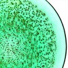 Slickblue 11" Pebble Pattern Glass Dinner Plate - 3 Color Options - 4 of 4