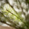 37"H Sullivans Chartreuse Pine Tree, Green - 2 of 3