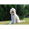 Country Brook Petz Deluxe Nylon Dog Collar and Leash - 4 of 4