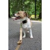 Country Brook Petz Deluxe Nylon Dog Collar and Leash - 3 of 4