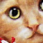 meowy