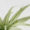 Halloween It's Giving Ghoul Vampire Live Houseplant - Good Little Garden™ - 2 of 4