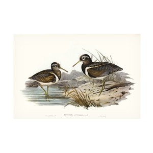 Trademark Fine Art - Elizabeth Gould  Waterbird Pairing III Canvas Art - 1 of 4