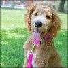 Country Brook Petz Premium Nylon Dog Collar with Metal Buckle for Small Medium Large Breeds - Vibrant 30+ Color Selection - 3 of 4