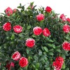 Set Of 2 Artificial Rose Topiary Ball Tree,1.8ft Evergreen Shrubs Bushes With Cement Pot, Potted Bushes Fade-resistant Potted Plants For Home Garden - 3 of 4