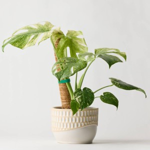 6" Monstera Mint Live Houseplant - Good Little Garden™ - 1 of 4