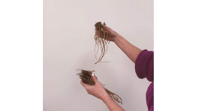 Van Zyverden Longest Blooming Hardy Geranium Rozanne Root, 2 of 5, play video