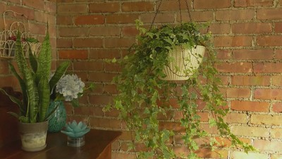 Brown 12" Steel and Polypropylene Self-Watering Hanging Baskets, Set of 2