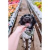 Shameless Pets Bee Happy Honey Flavor Crunchy Baked Dog Treats - 6oz - 3 of 3