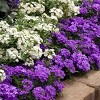 National Plant Network Live Outdoor Dark Purple EnduraScape Verbena Plant - 1ct 2.5qt - 3 of 4