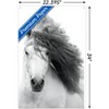 Trends International Grayscale Horse Unframed Wall Poster Prints - 3 of 4