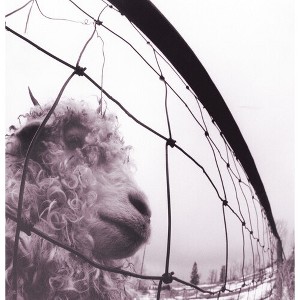 Pearl Jam - PEARL JAM / VS (180 Gram Vinyl) - 1 of 1